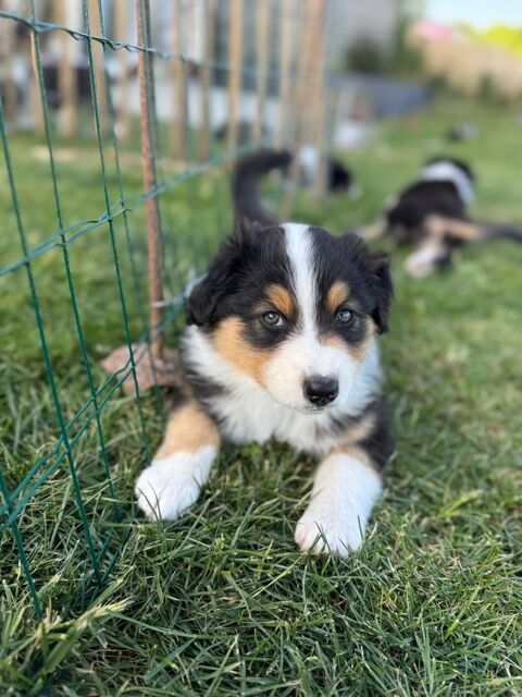 4 chiots Berger Australien 650 53960 Bonchamp-l�s-laval