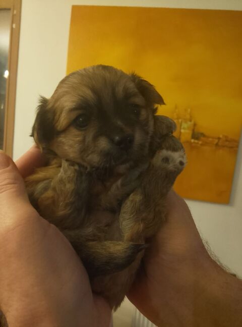 Chihuahua a reserver 749 45300 Manchecourt