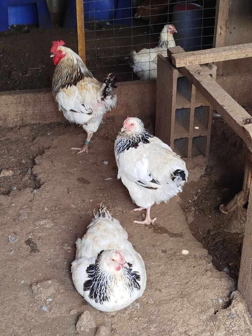   Poules sussex herminee  