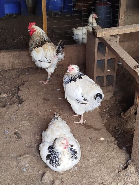 Poules sussex herminee 60 85320 Péault