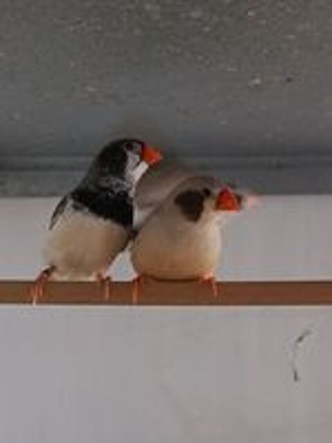   Mandarins  