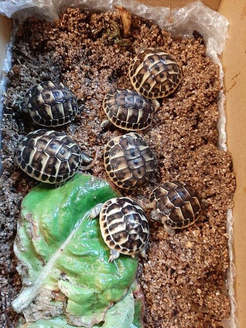tortues hermann 20 30000 Nîmes