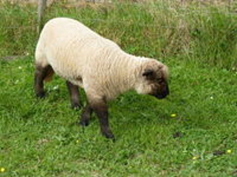   brebis shropshire 