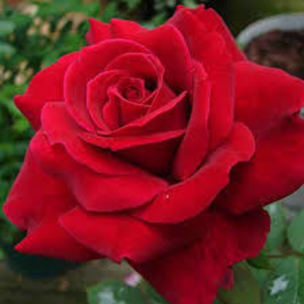 5 plants de rosier polyantha rouge Jardin