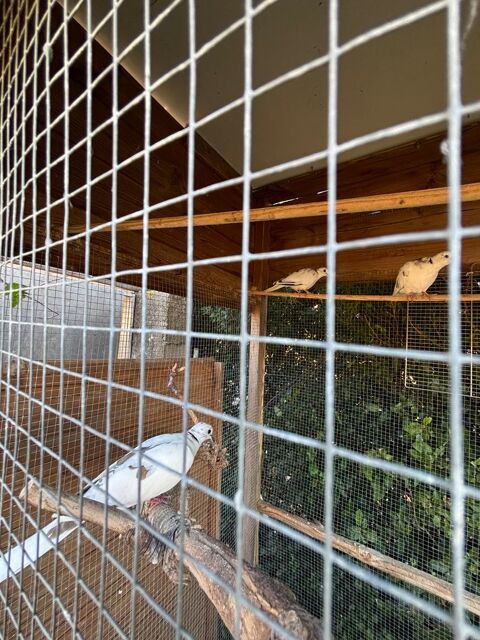 Tourterelle 10 13940 Mollgs