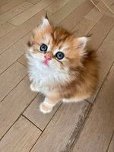   Magnifiques chatons British LOOF 