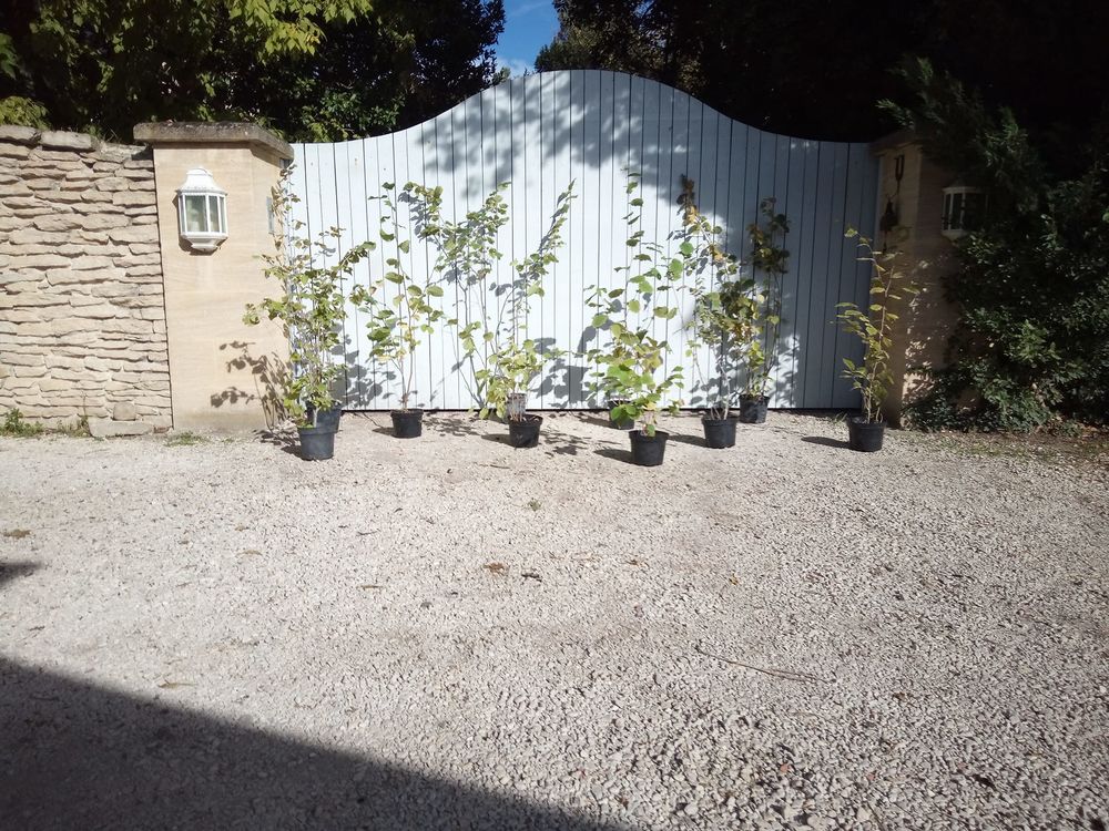 Noisetier &agrave; gros fruits en container 5 litres. ??????
Jardin