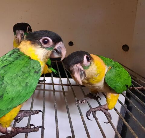 Perroquets Caiques &agrave; T&ecirc;te Noire 2026 EAM 500 82710 Bressols