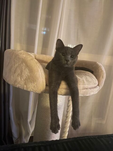 Smoky jeune chat typé bleu russe énergique 180 75015 Paris