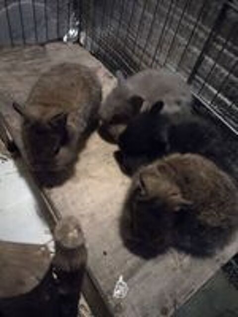   Lapins nains 