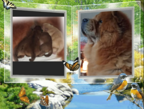 Chiots Chow-Chow   1900 22530 Caurel
