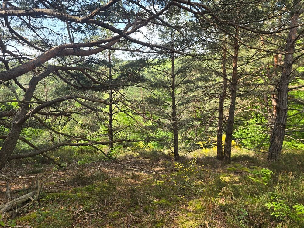 Vente Terrain FORET, terrain d agr�ment , jardin ,placement Volvic