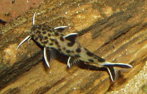 Synodontis Lucipinnis 5 77170 Servon