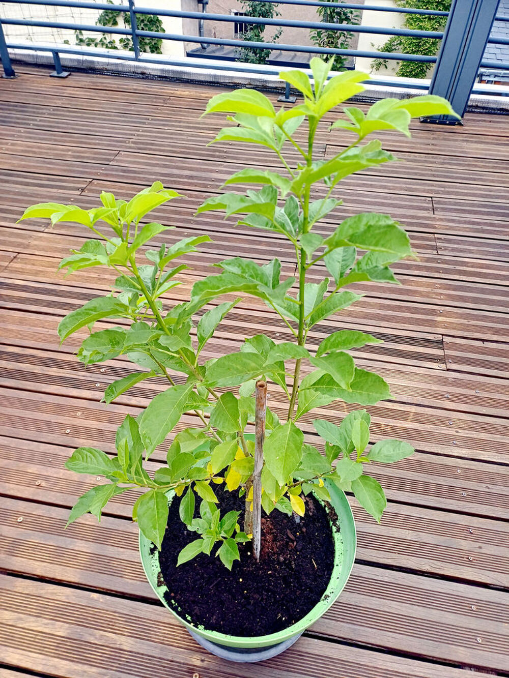 Tr&egrave;s beau BAOBAB de 4 ans, hauteur 80/90cm dans un grand pot Jardin