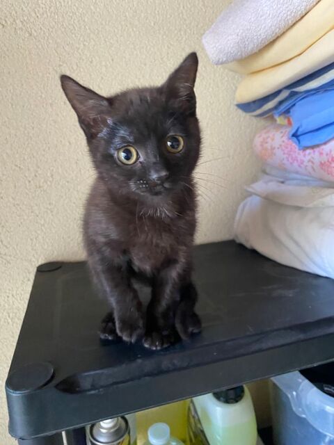 Chatons 0 93120 La courneuve