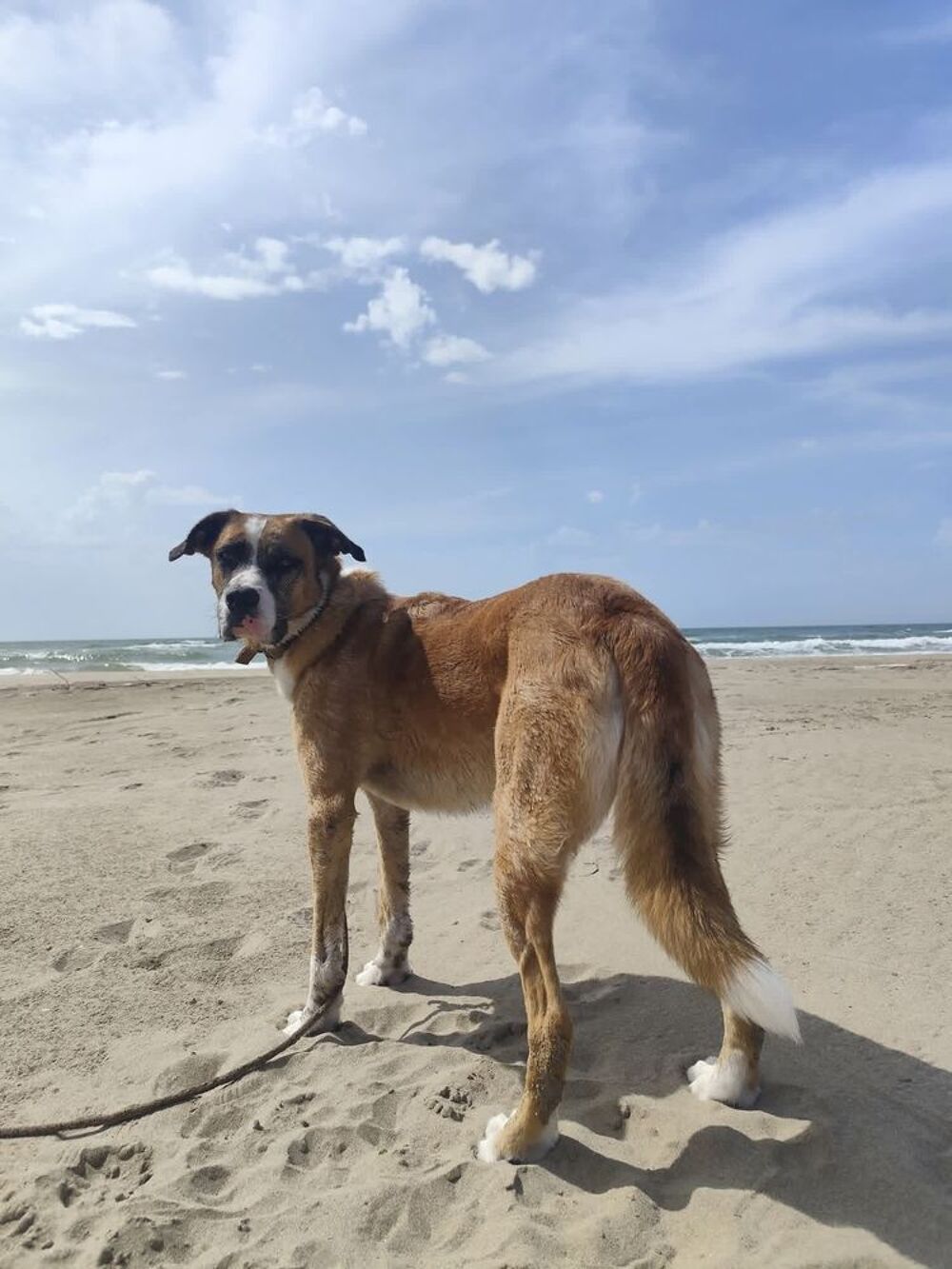   Chien LUCIEN dit LULU à l adoption 
