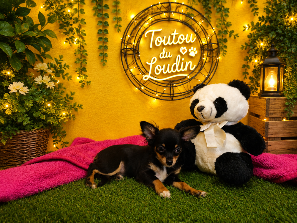   Chiot Chihuahua poils longs femelle 