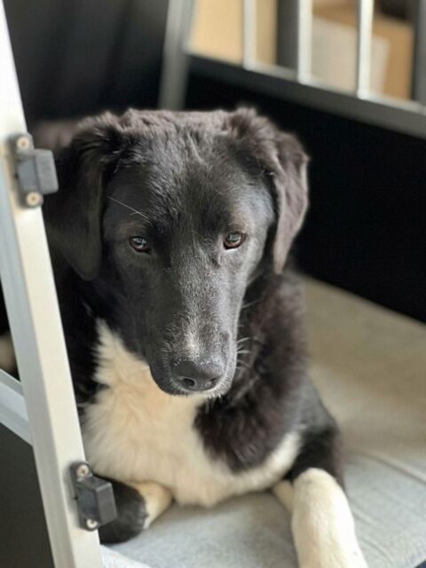 Esperanza &agrave; l'adoption 320 01300 Ambl�on