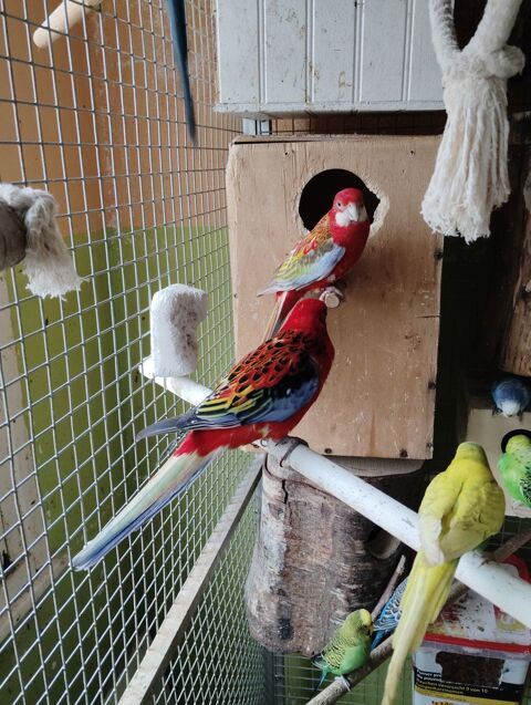 Perruche Omnicolore  0 62200 Boulogne-sur-mer