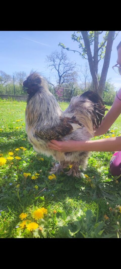 coq soie 15 12390 Goutrens