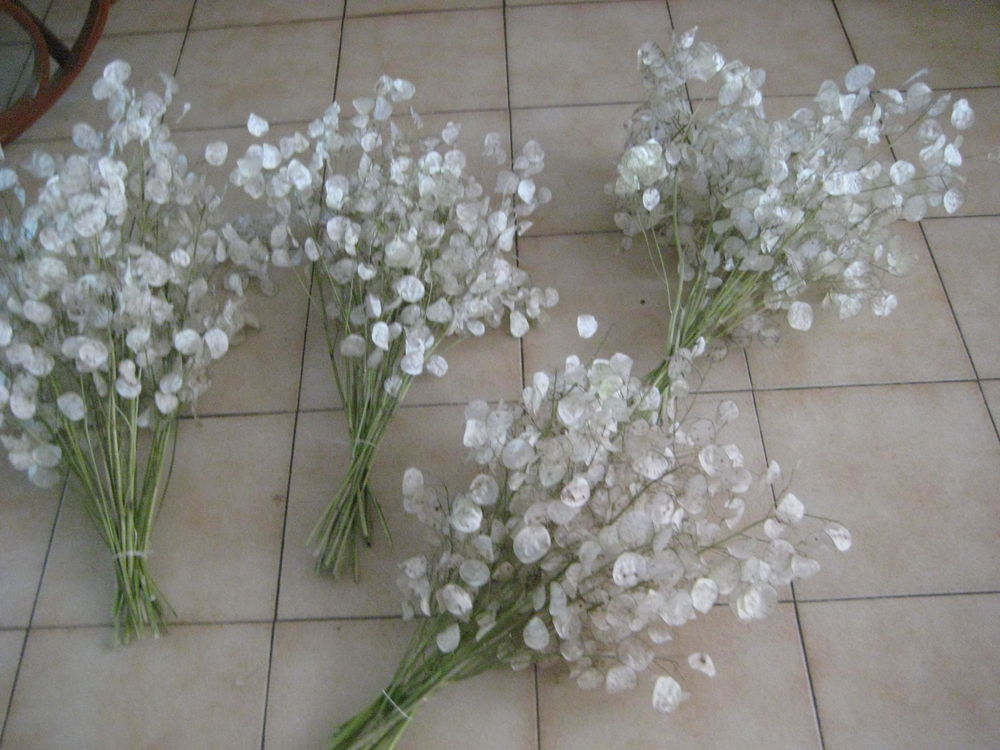 JOLI BOUQUET MONNAIE DU PAPE
Jardin