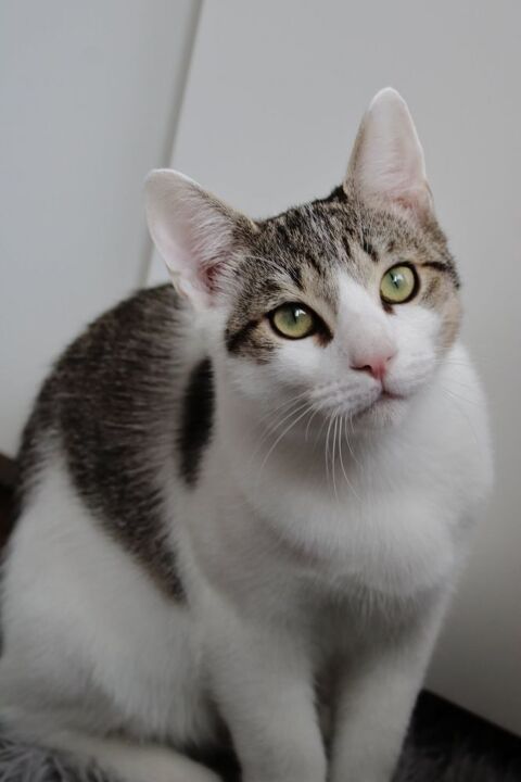 Aslan, chaton au coeur tendre à l'adoption 200 35000 Rennes