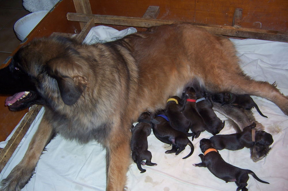 A Rserver Chiot Leonberg Jardin