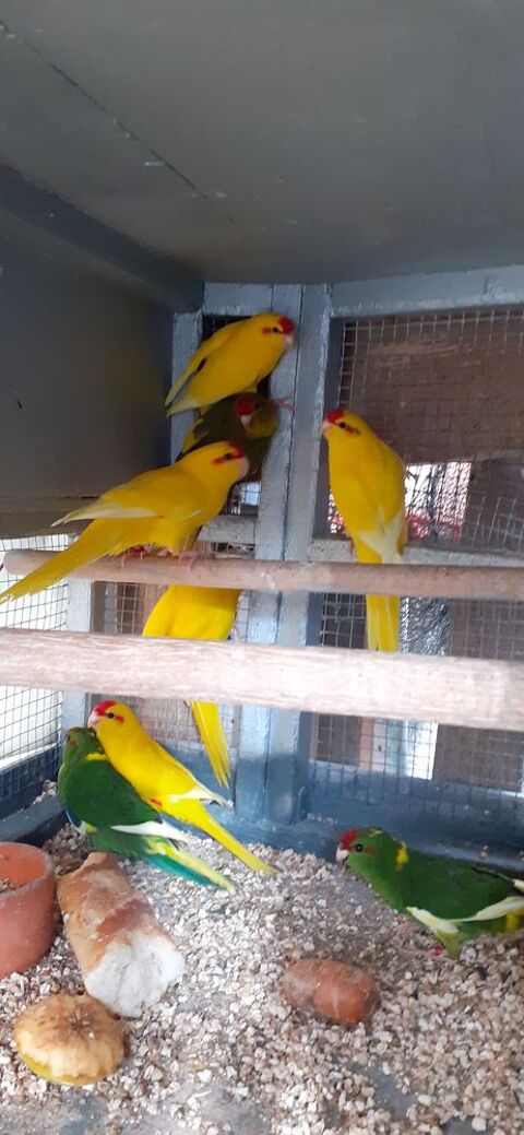 OISEAUX DE CAGES ET DE VOLI&Egrave;RES 40 22400 Lamballe