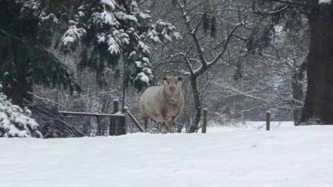 agnelles 120 35310 Cintr�