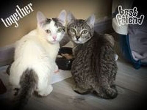   ‌‌LEILA ET SARAH sont � l'adoption 
