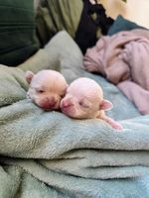   Chihuahua  