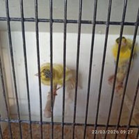   Canaris frisés  