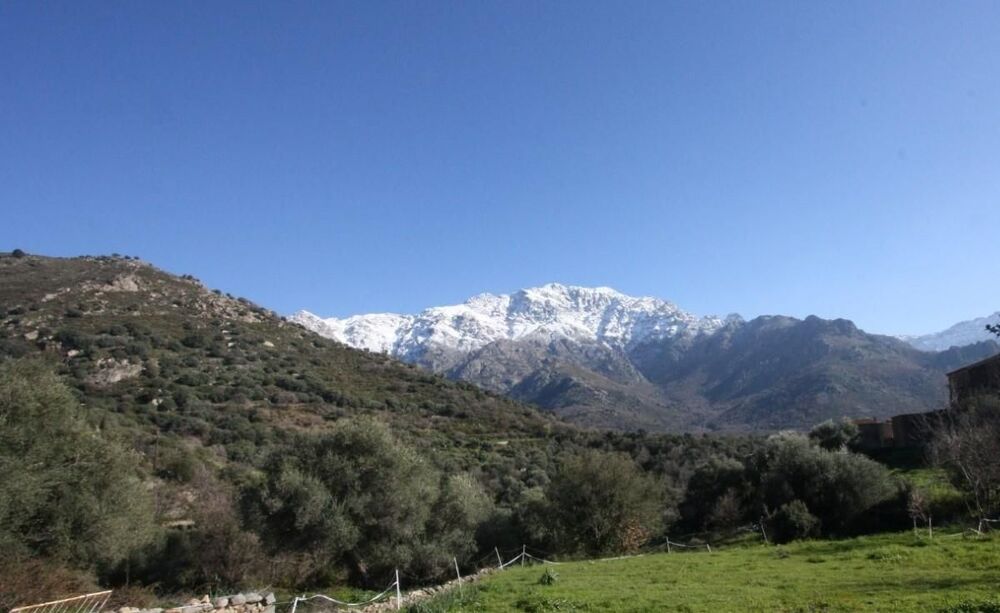 Vente Terrain Superbe Terrain avec Oliviers Centenaires Calvi