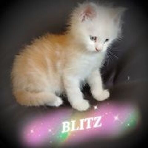   CHATONS MAINES COONS DISPONIBLES A LA RESERVATION 