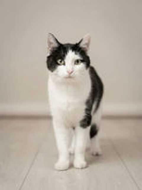   Felix chat adorable et tres calin cherche famille a adopter 