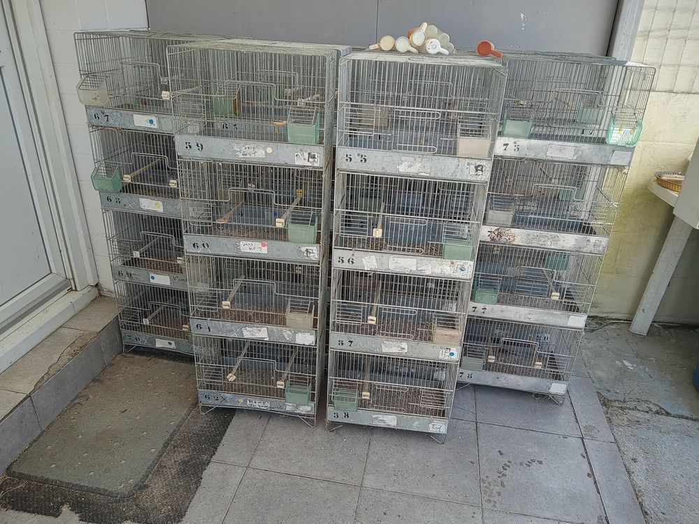   cages de reproduction 