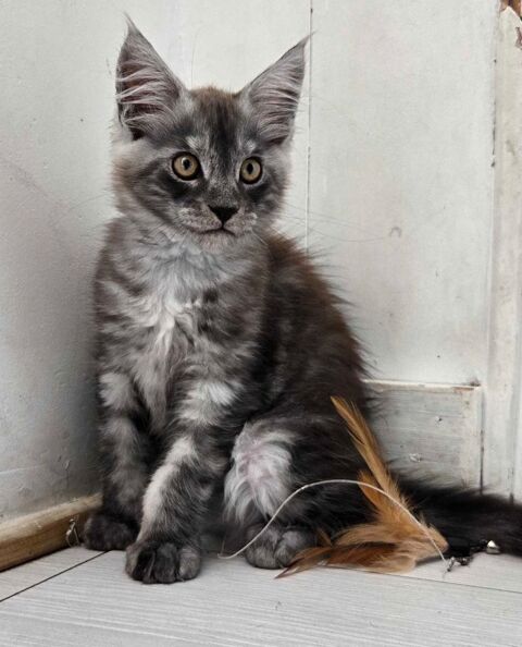 Chaton maine coon 1000 70270 Mélisey