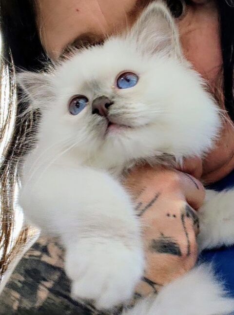 Magnifiques chatons sacr&eacute; de birmanie non loof  0 59269 Qu�r�naing