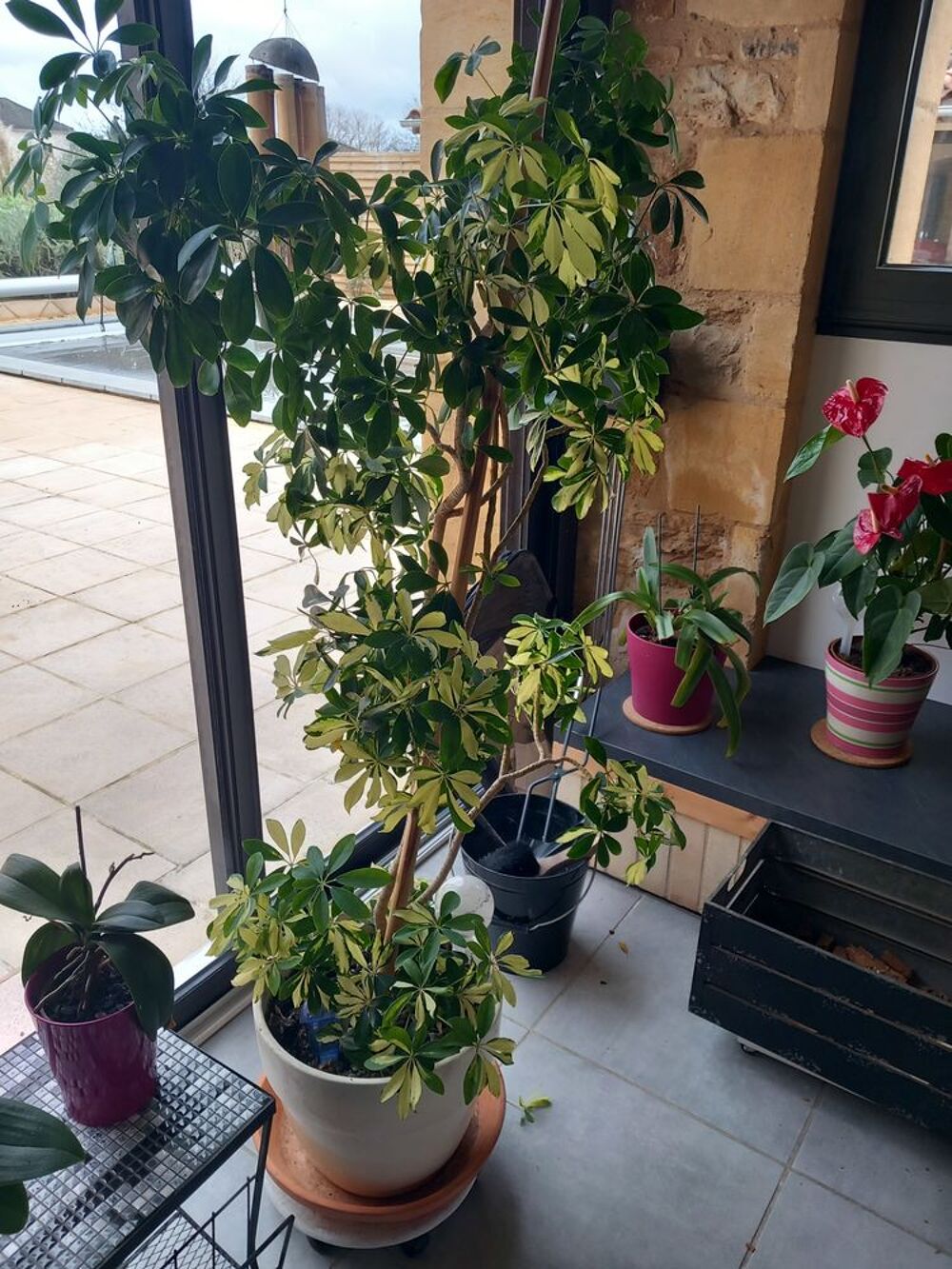 Plantes d'int&eacute;rieur Décoration