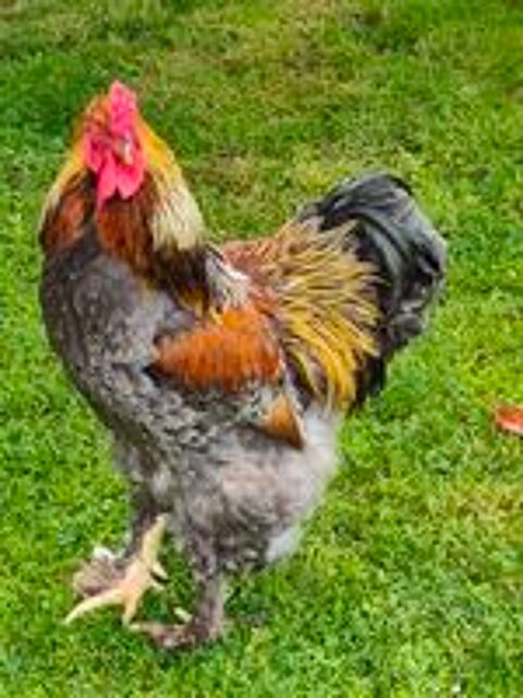   Beau coq Brahma  