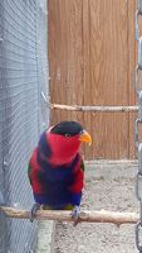     lori tricolore   (lorius lory lory )   