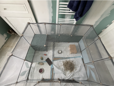 Affaires de mes deux cochons d'indes 130 37100 Tours