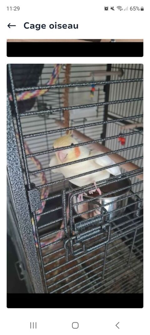 callopsite et cage 100 93200 Saint-denis