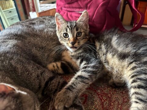 donne  chaton 0 44000 Nantes