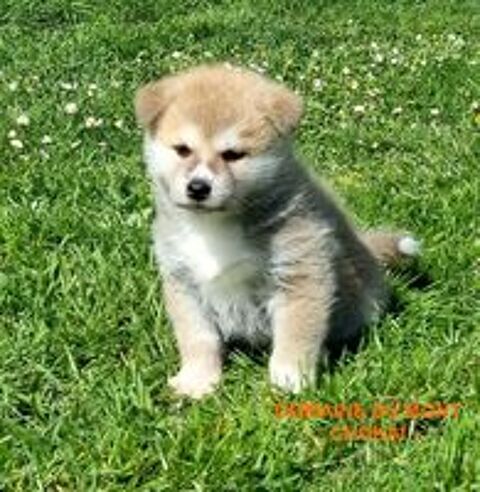   Chiot Akita Inu  Domaine du Mont Chokai levage en Franche Comt  