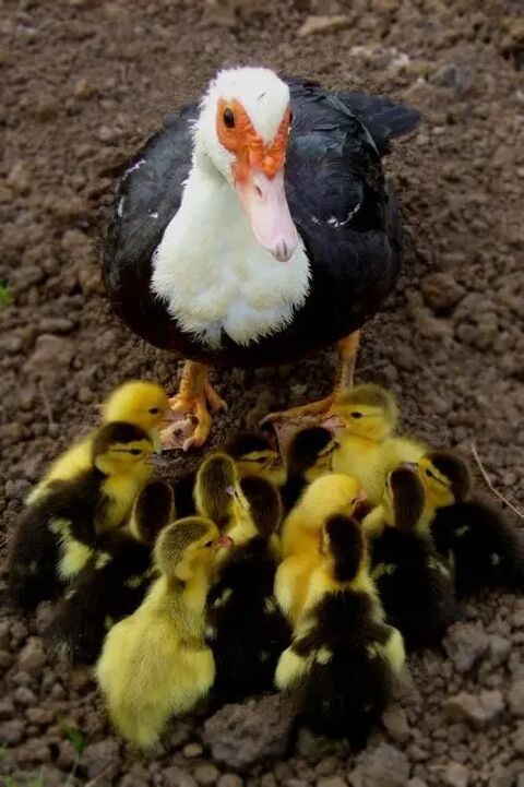 cannetons de Barbarie (noir et blanc) 5 26240 Saint-vallier