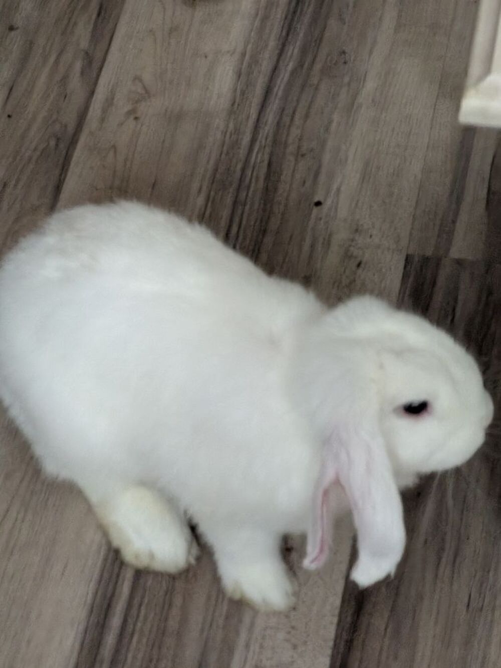   Phyphyetrose est une gentille lapine de 4 mois+cage 1m10 