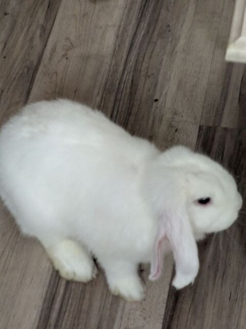 Phyphyetrose est une gentille lapine de 4 mois+cage 1m10 0 14000 Caen