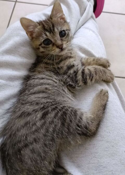 Liora chatonne mignonne 180 91170 Viry-chtillon