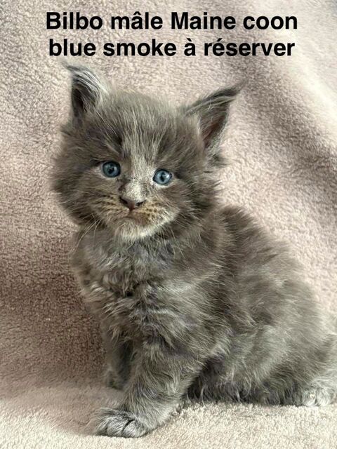 Chatons Maine coon m&acirc;le et femelle 1250 30800 Saint-gilles